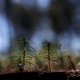 Reforestación. AP